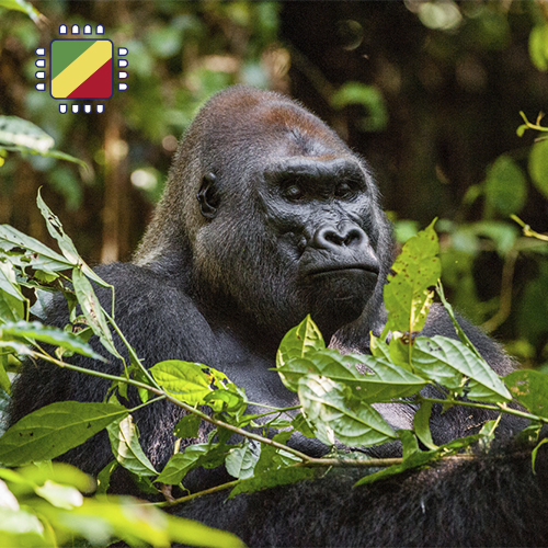 [WW_901O_STACK_ONEOFF_CONGO_10GB_7D] eSIM Congo 10GB (7 days)