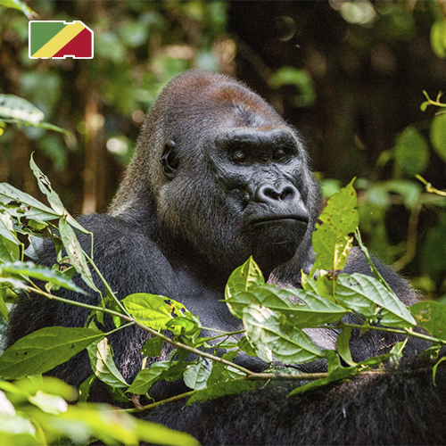 [SIM_8988_CONGO_10GB_30D] Data Sim Card Congo-Brazzaville - 10GB